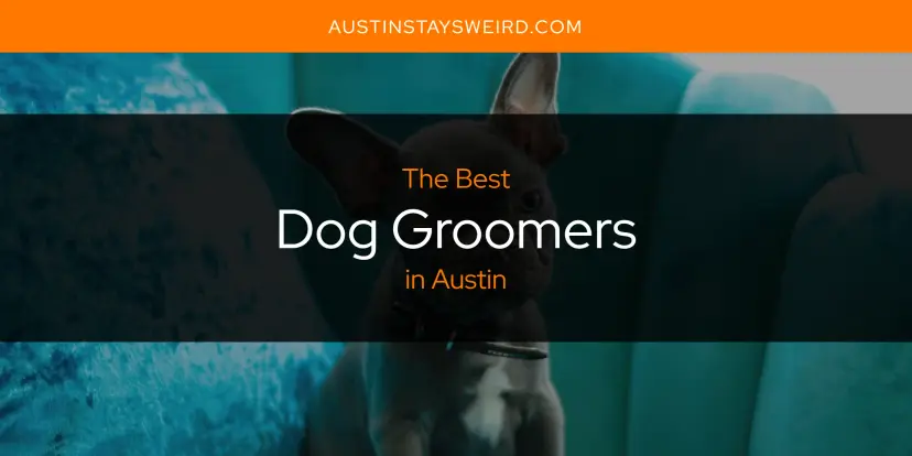 The Absolute Best Dog Groomers in Austin  [Updated 2024]